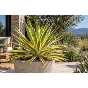 Juka nádherná (Yucca gloriosa) ´CITRUS TWIST´® - výška 10 cm ⌀15-25 cm, kont. C2L (-20°C)